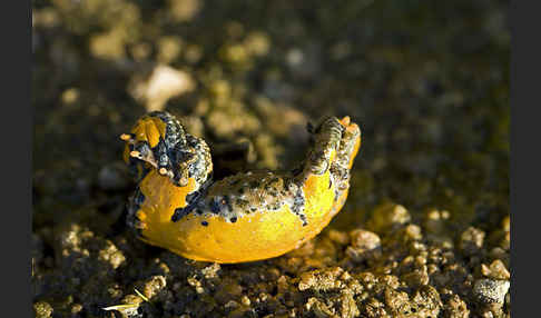 Gelbbauchunke (Bombina variegata)