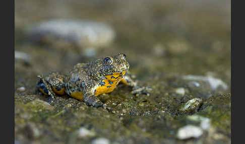 Gelbbauchunke (Bombina variegata)