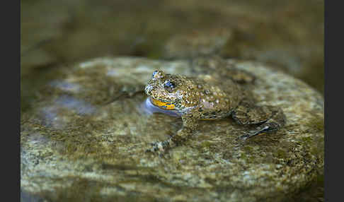 Gelbbauchunke (Bombina variegata)