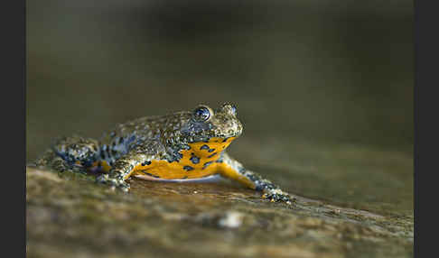 Gelbbauchunke (Bombina variegata)