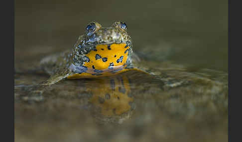 Gelbbauchunke (Bombina variegata)