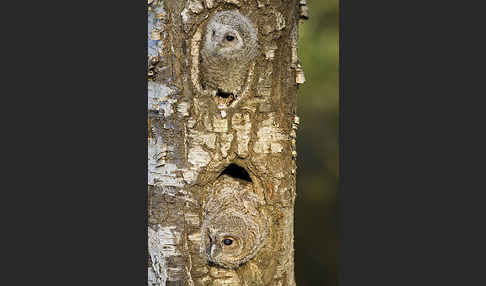 Waldkauz (Strix aluco)