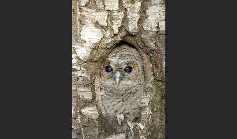 Waldkauz (Strix aluco)