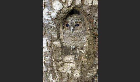 Waldkauz (Strix aluco)