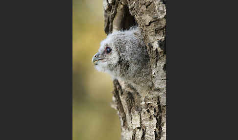 Waldkauz (Strix aluco)