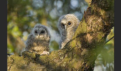 Waldkauz (Strix aluco)