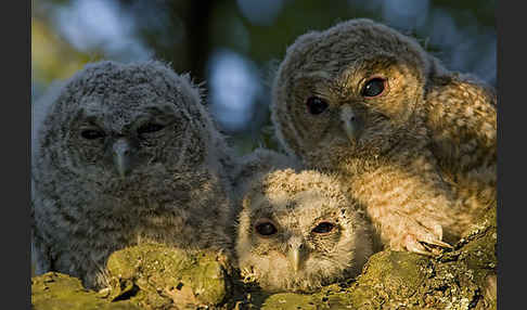 Waldkauz (Strix aluco)