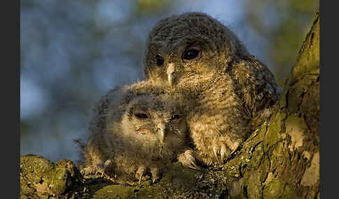 Waldkauz (Strix aluco)