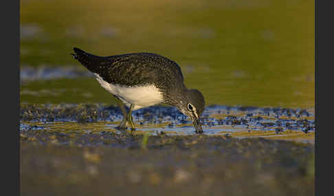 Waldwasserläufer (Tringa ochropus)