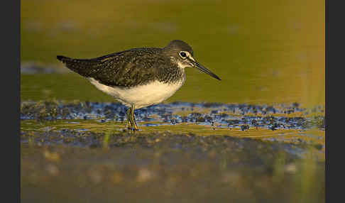 Waldwasserläufer (Tringa ochropus)