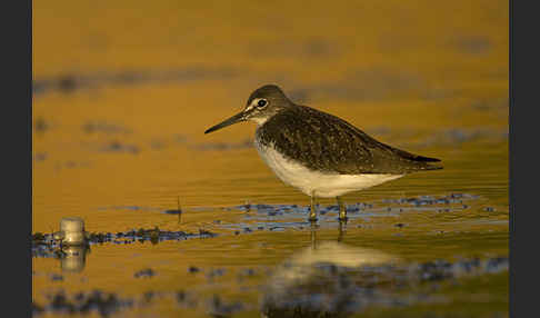 Waldwasserläufer (Tringa ochropus)