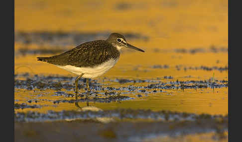 Waldwasserläufer (Tringa ochropus)