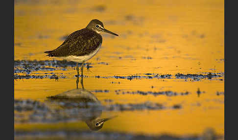 Waldwasserläufer (Tringa ochropus)