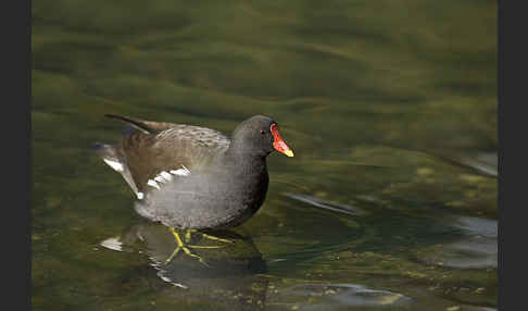 Teichralle (Gallinula chloropus)