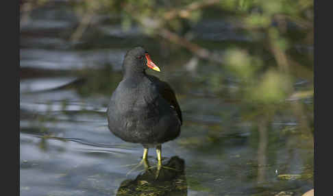 Teichralle (Gallinula chloropus)