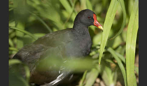 Teichralle (Gallinula chloropus)