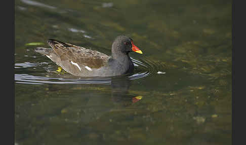 Teichralle (Gallinula chloropus)