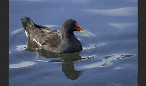 Teichralle (Gallinula chloropus)