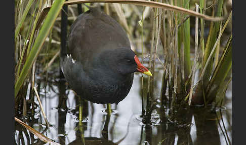 Teichralle (Gallinula chloropus)