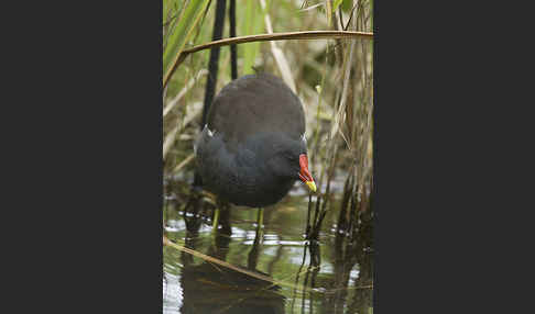 Teichralle (Gallinula chloropus)