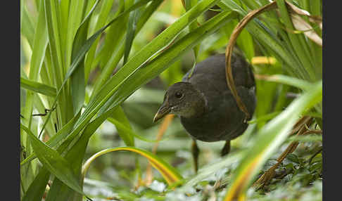 Teichralle (Gallinula chloropus)