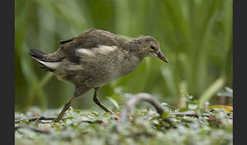 Teichralle (Gallinula chloropus)