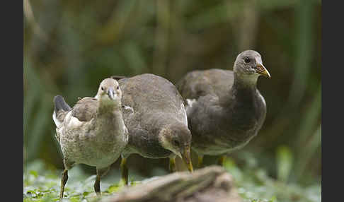 Teichralle (Gallinula chloropus)