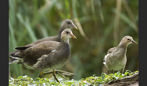 Teichralle (Gallinula chloropus)