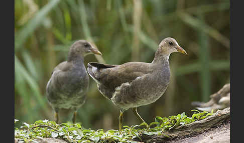 Teichralle (Gallinula chloropus)