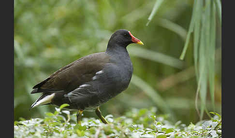 Teichralle (Gallinula chloropus)