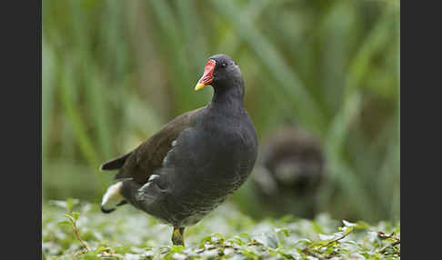 Teichralle (Gallinula chloropus)