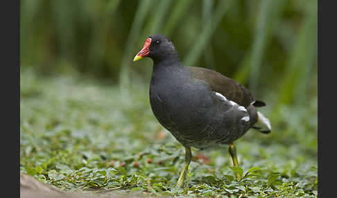 Teichralle (Gallinula chloropus)