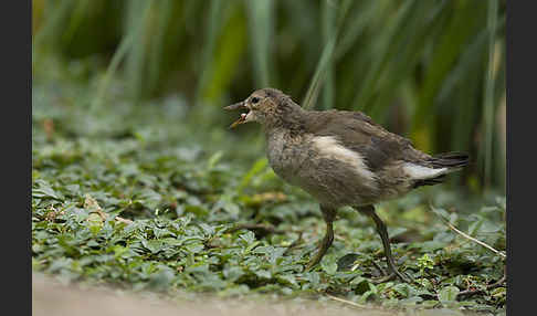 Teichralle (Gallinula chloropus)