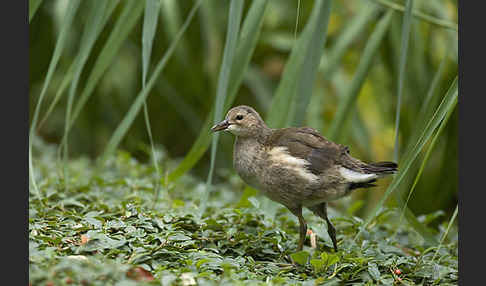 Teichralle (Gallinula chloropus)