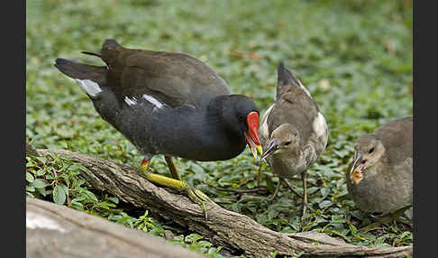 Teichralle (Gallinula chloropus)