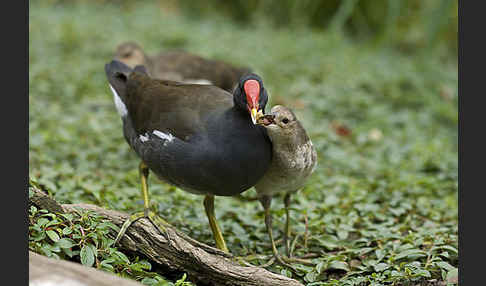 Teichralle (Gallinula chloropus)