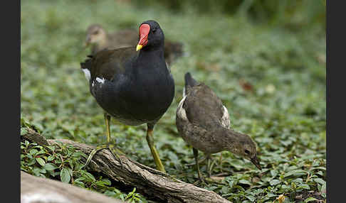 Teichralle (Gallinula chloropus)