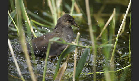 Teichralle (Gallinula chloropus)