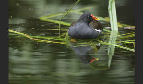 Teichralle (Gallinula chloropus)