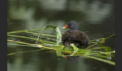 Teichralle (Gallinula chloropus)