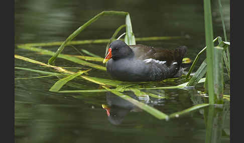 Teichralle (Gallinula chloropus)