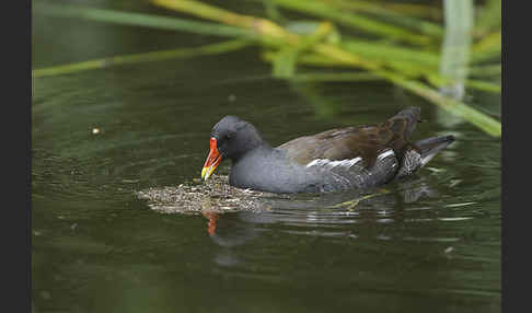 Teichralle (Gallinula chloropus)