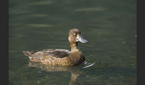 Reiherente (Aythya fuligula)