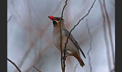 Seidenschwanz (Bombycilla garrulus)