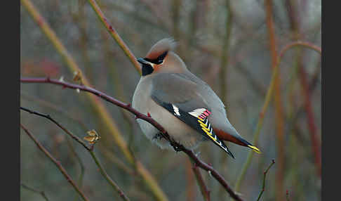 Seidenschwanz (Bombycilla garrulus)