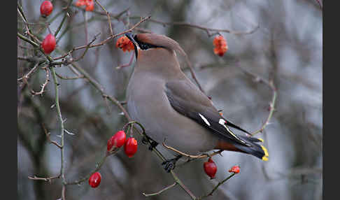 Seidenschwanz (Bombycilla garrulus)