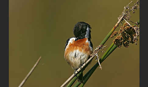 Schwarzkehlchen (Saxicola torquata)