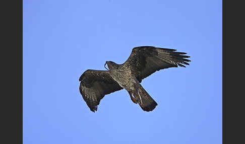 Habichtsadler (Aquila fasciata)