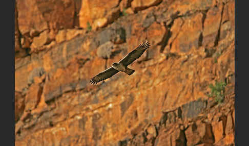 Habichtsadler (Aquila fasciata)