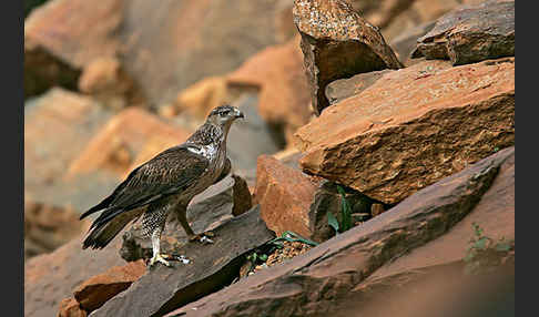 Habichtsadler (Aquila fasciata)